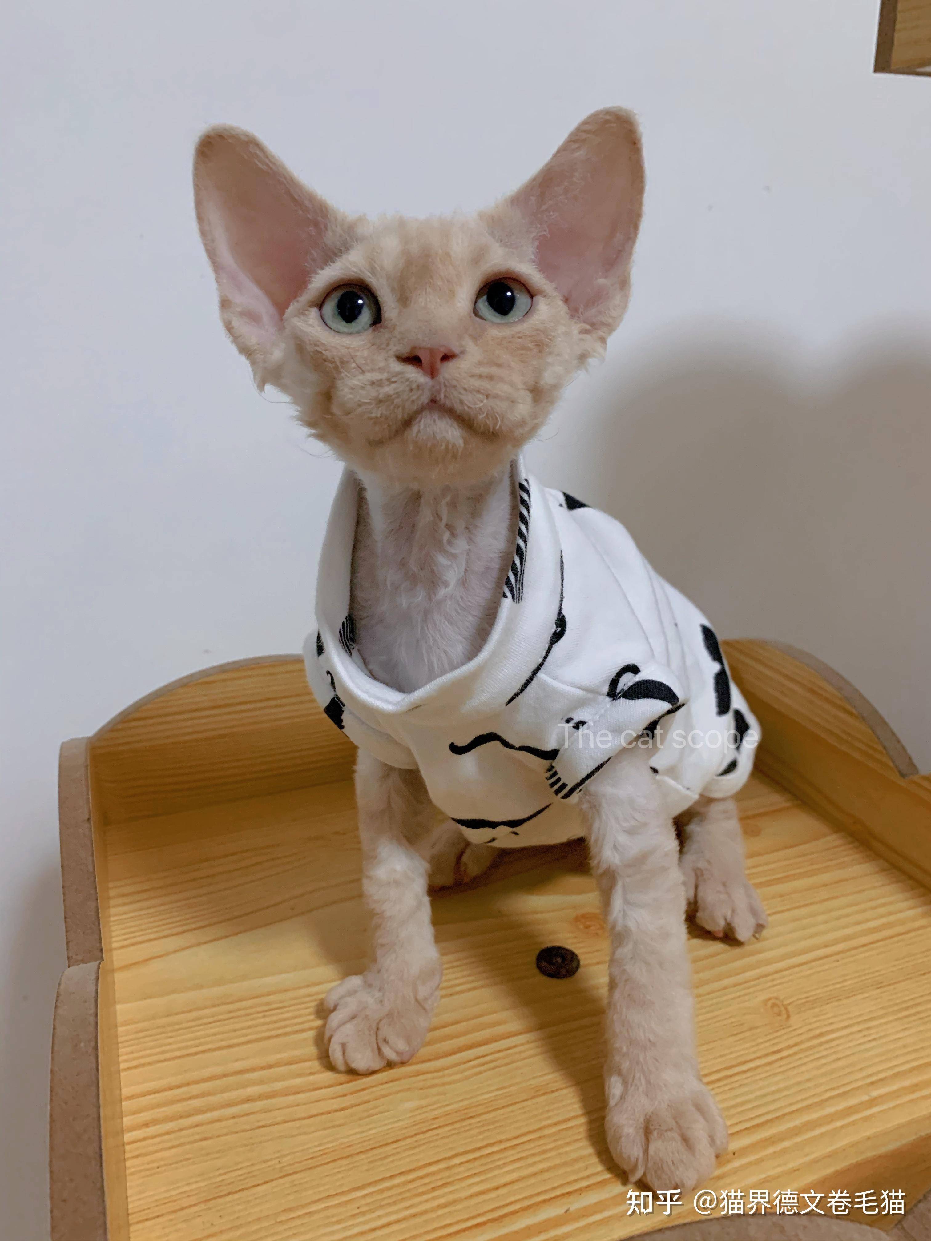 一万五买一只德文卷毛猫贵吗? - 知乎