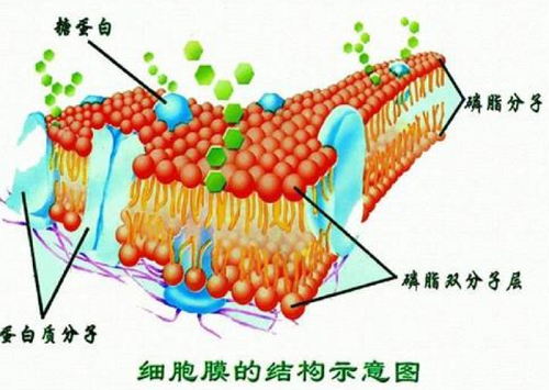 4T1乳腺癌肿瘤细胞膜包覆在PLGA纳米粒子 - 知乎