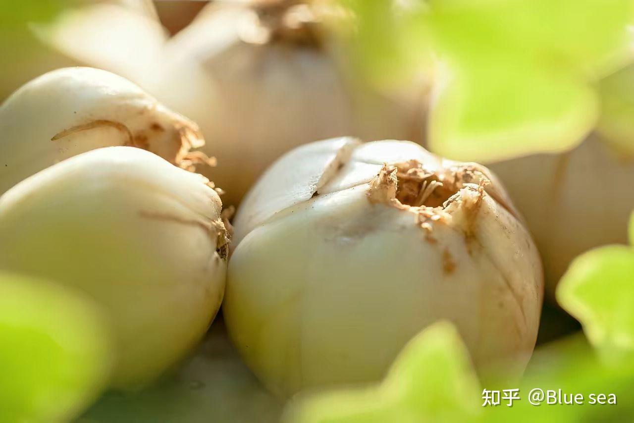 吃哪些膳食对养肺有作用? - 知乎