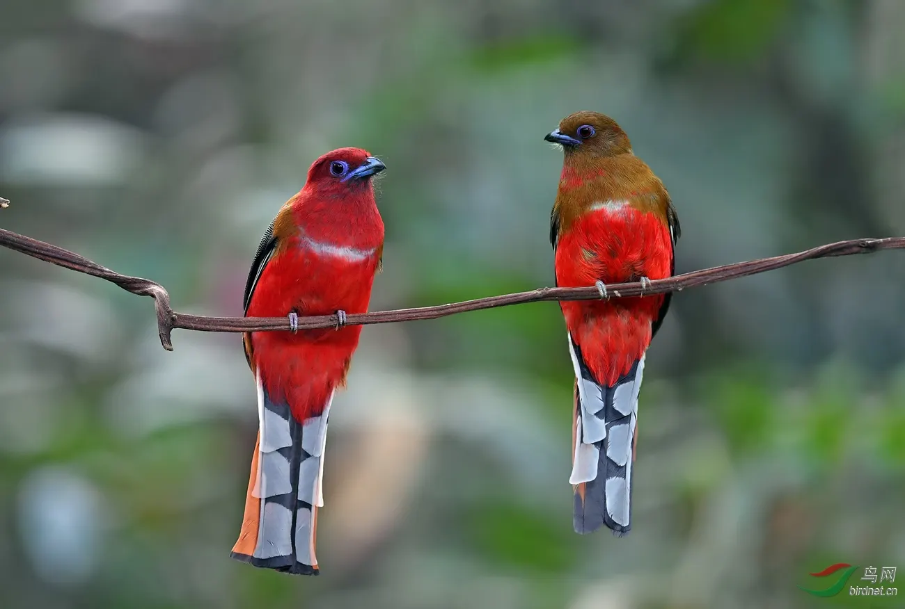 什么鸟,嘴是蓝色,肚子是红色,头是正红色的?