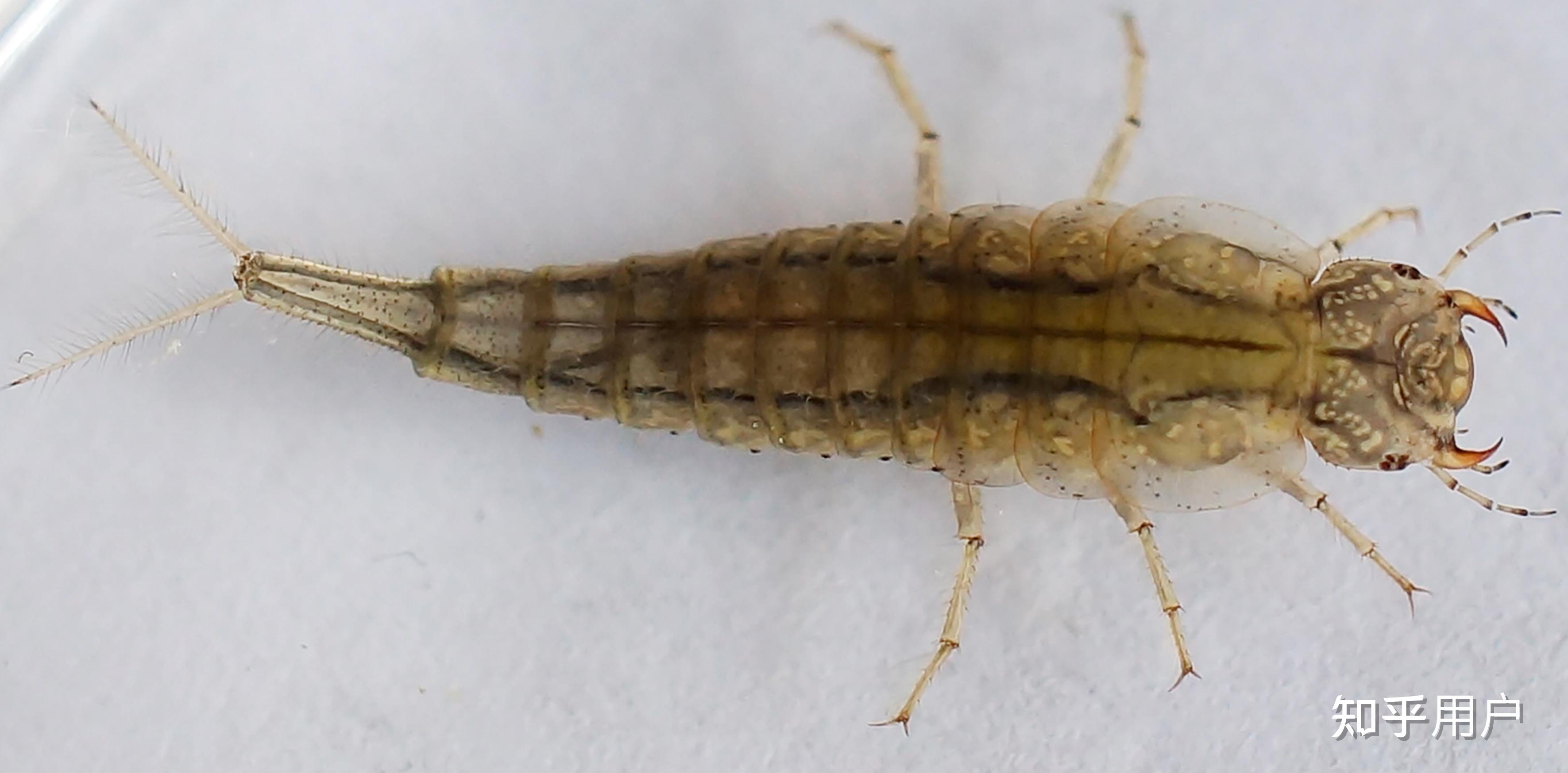 小区水池发现的?