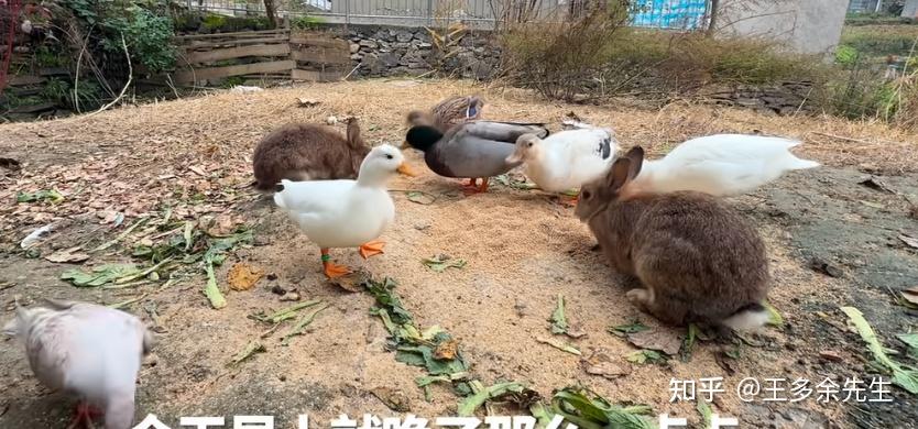 40多只鸡离奇失踪,竟是被鸭活生生吃了!鸭子又不是猛禽,为什么会这么生猛? - 知乎