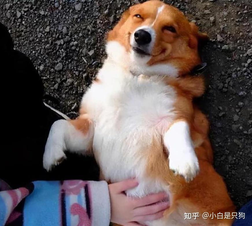 狗见到你就“打滚”,就是“喜欢你”?那你可真误会它了! - 知乎