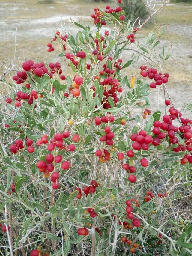 北方干旱盐碱地有什么果树适宜种植，白刺种植是盐碱地改造首先经济作物 知乎 