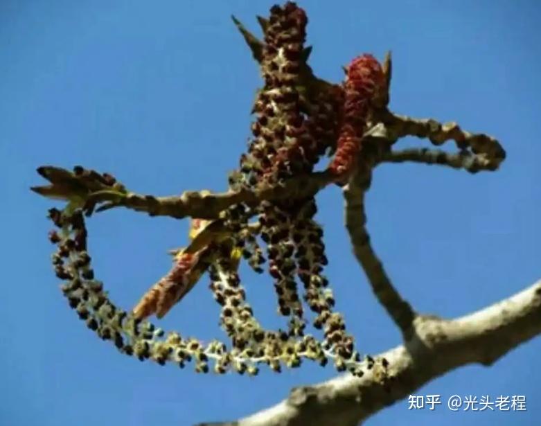 我国满天飞舞的杨絮是从哪一年开始有的？ - 知乎
