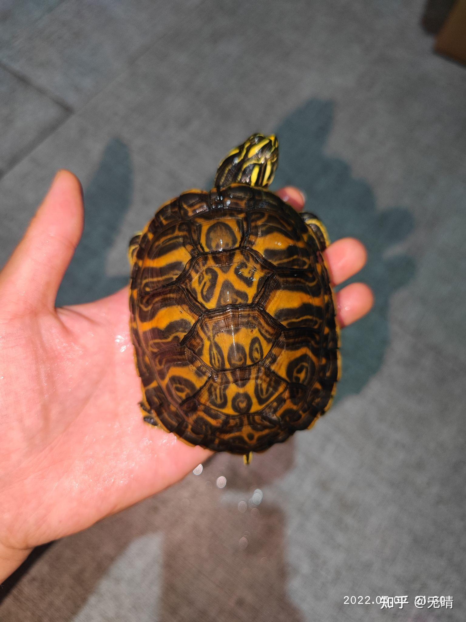 最近想养一只火焰龟大家有什么好的建议吗? - 知乎