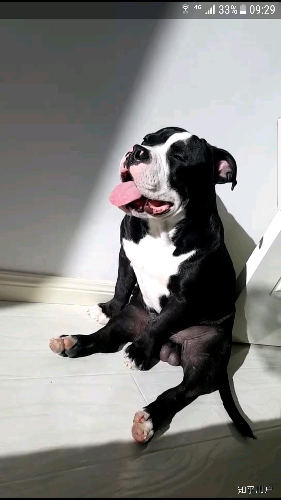 恶霸犬为什么要裁耳? - 知乎