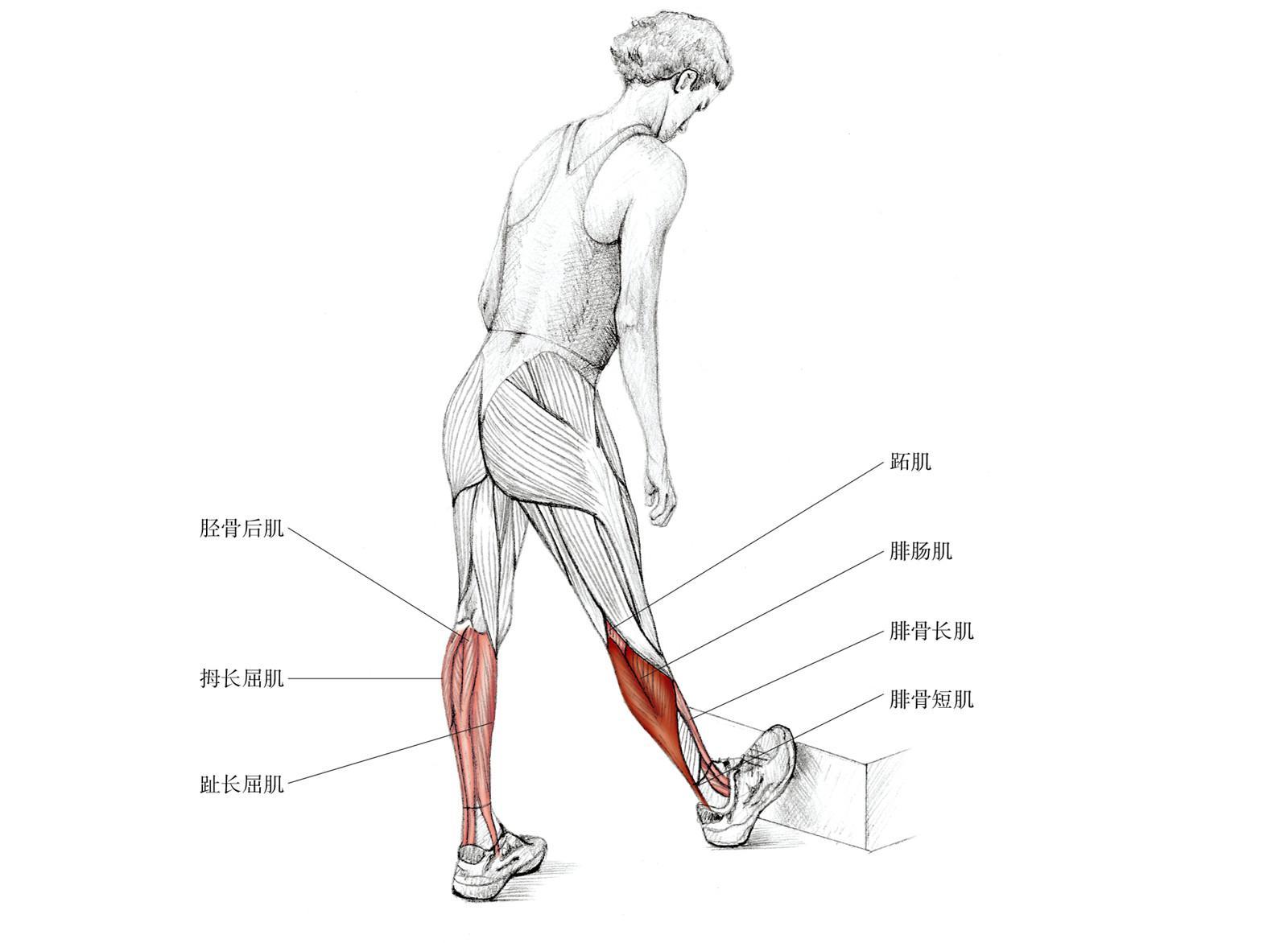 怎样有效拉伸或减小小腿内侧的腓肠肌