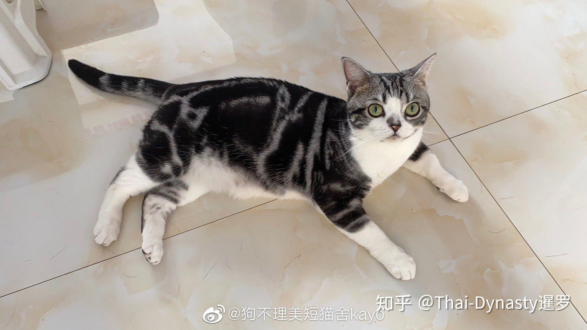 美短银色条纹长什么样子求图片回答