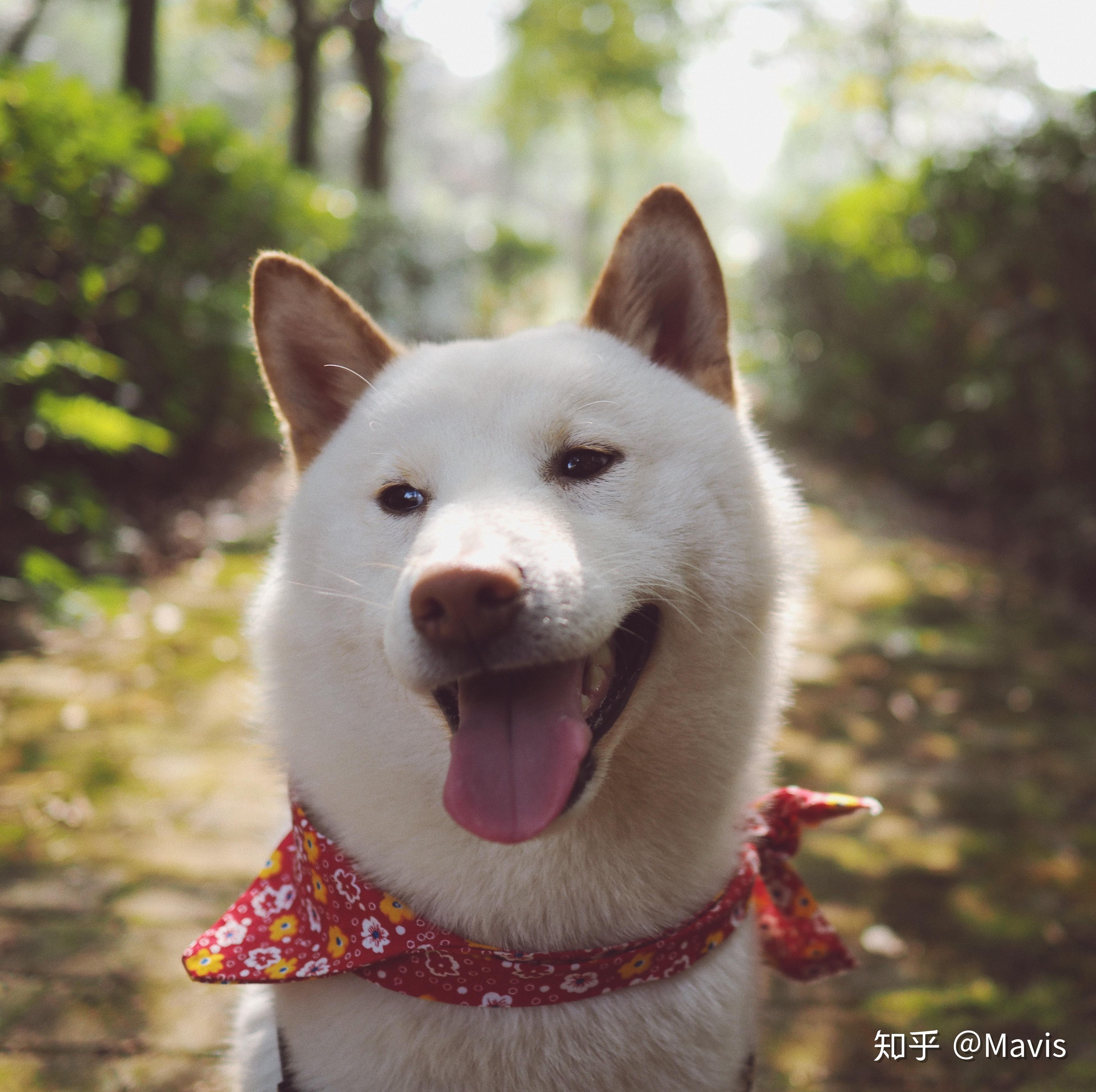 8个月大柴犬不爱吃狗粮怎么办已经换了好几种狗粮了