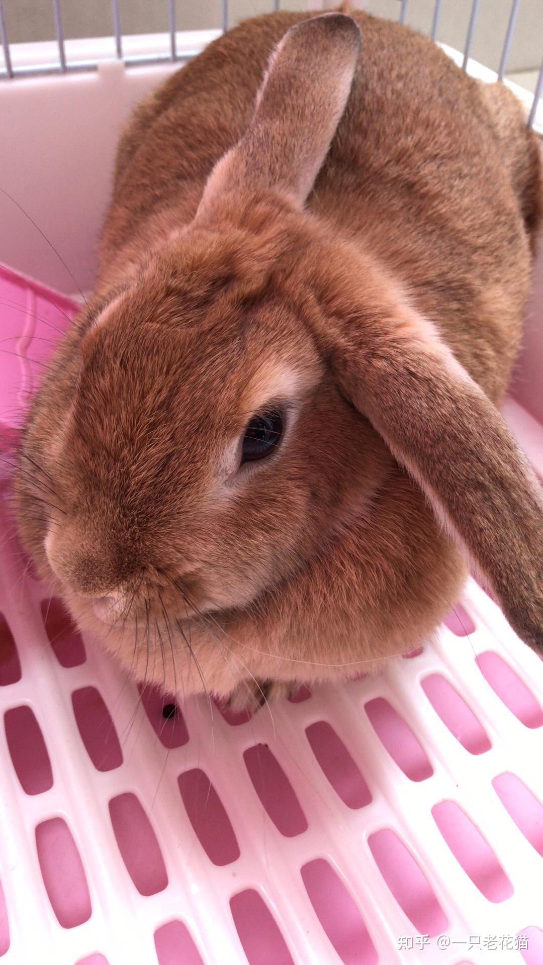 垂耳兔的耳朵会立起来吗