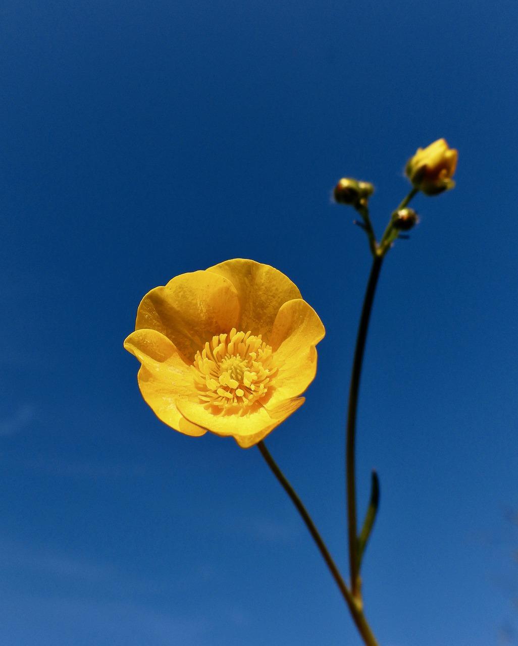 如何根除家庭蚂蚁