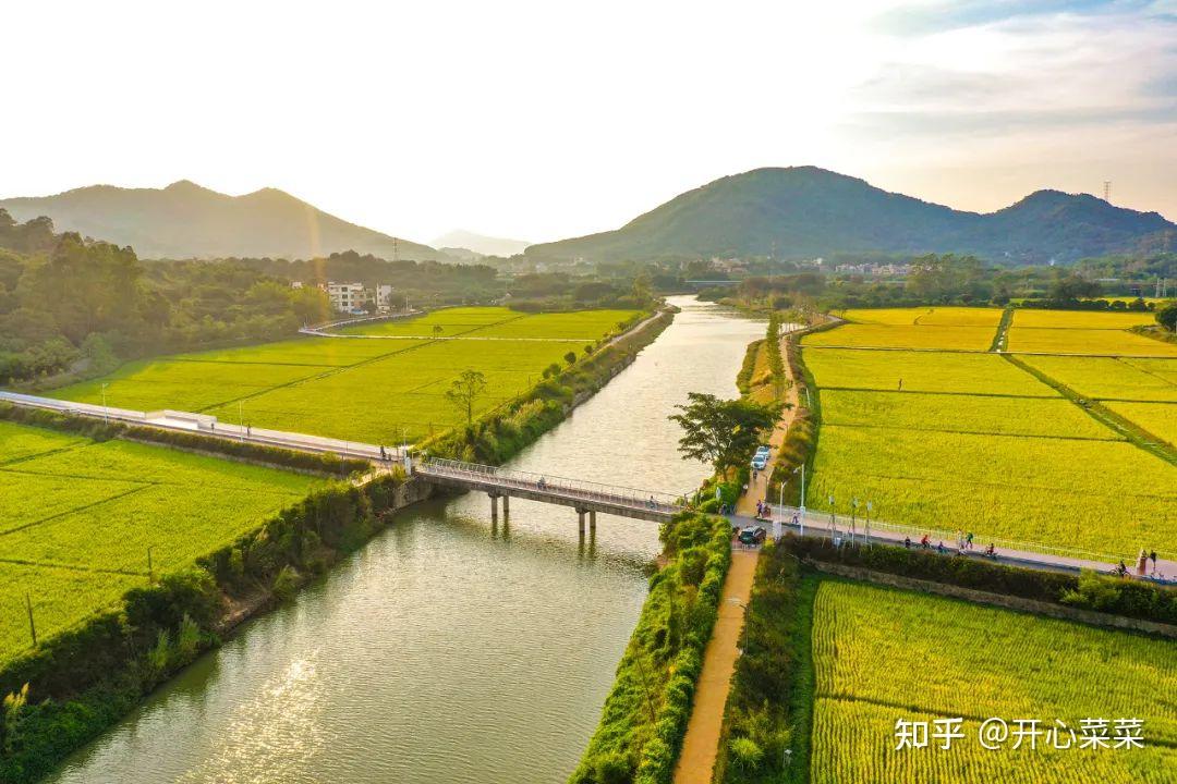 广州从化新晋网红打卡地，金色的稻田太美啦，适合一家人一起出游 - 知乎