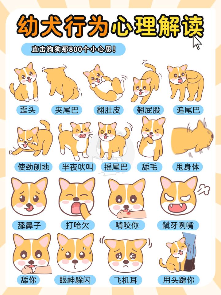 幼犬行为解读|3秒读懂狗狗的那些小心思 - 知乎