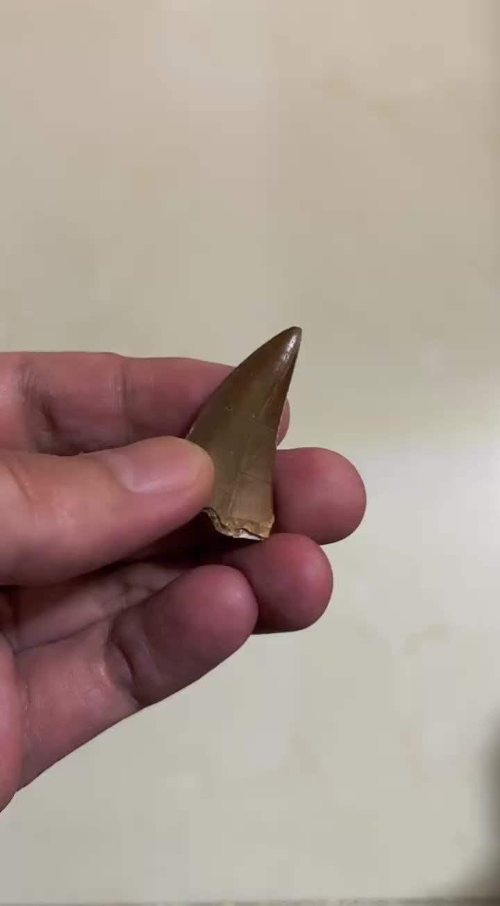 李超然 的想法: 一颗小规格的霍夫曼沧龙牙齿.