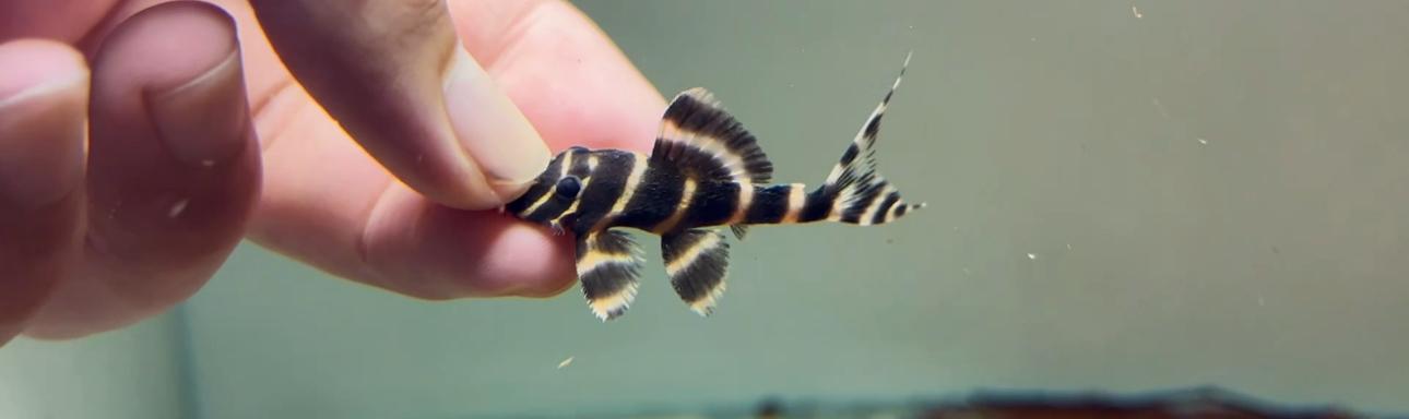 可以与七彩神仙鱼混养的鱼有哪些?