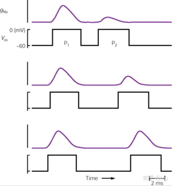神经科学原理9(2019/11/28)—动作电位 - 知乎