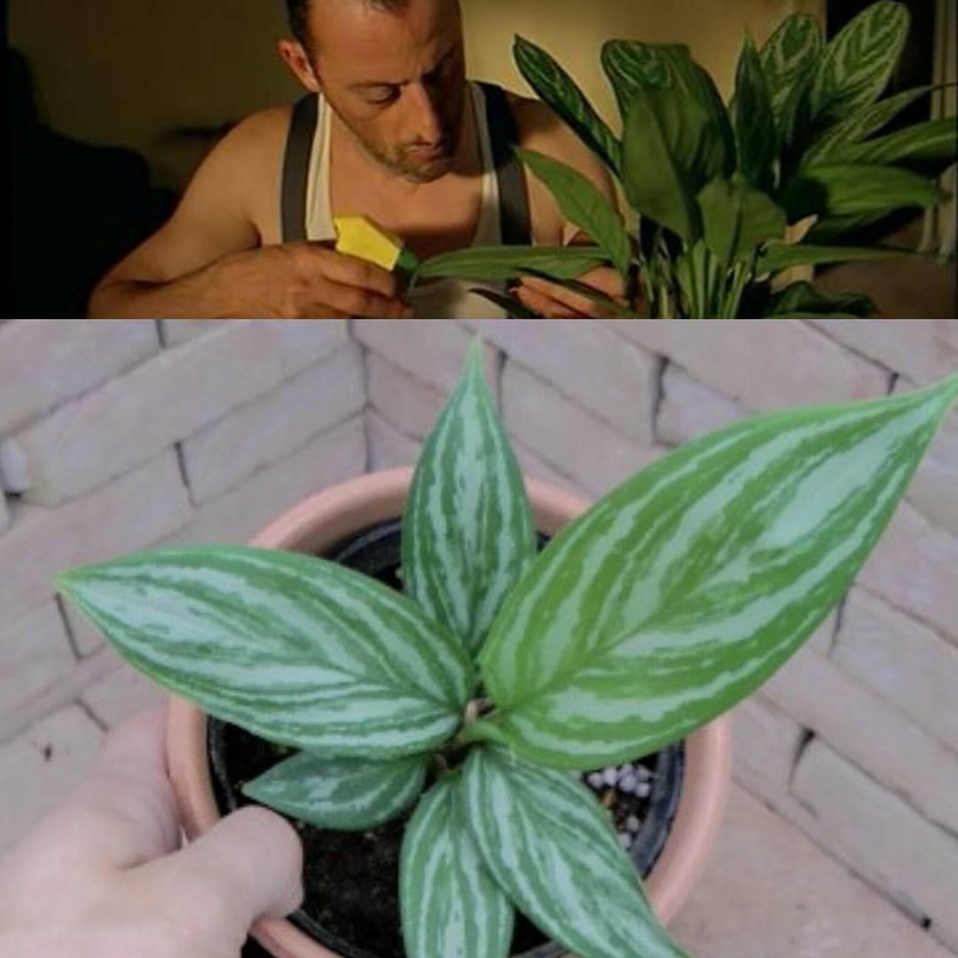 这个杀手不太冷之中里昂所养的那一盆植物是什么