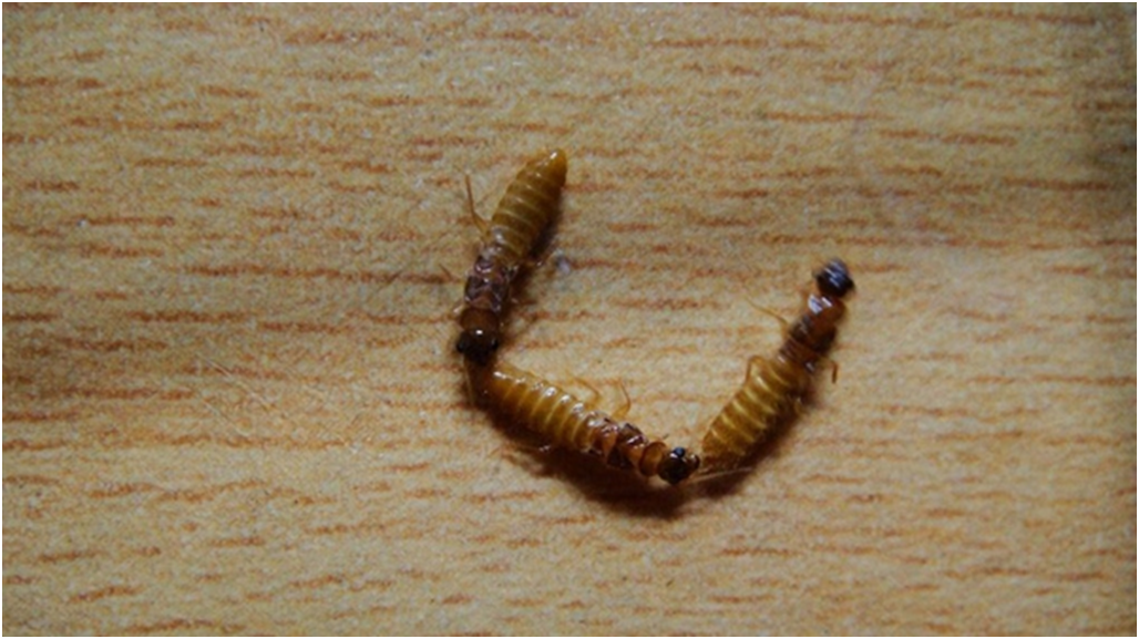 想知道婚飞的白蚁如何分公母