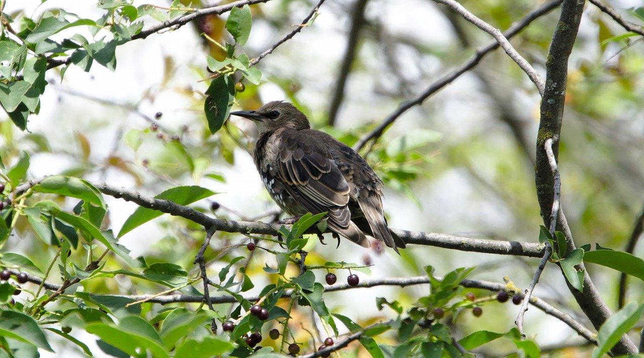 2. 椋鸟主食揭秘