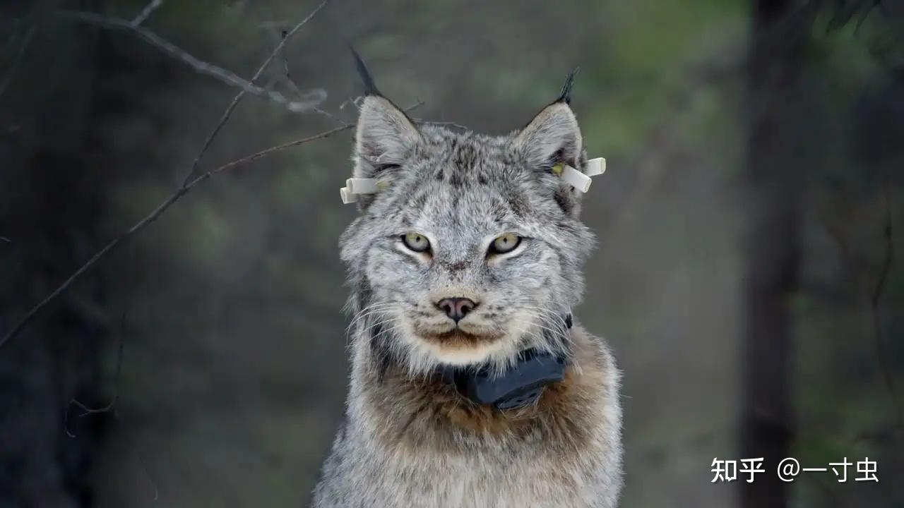 猞猁的难言之隐:冬季山里的无冕之王,杀狼捕鹿,却严重依赖雪兔 - 知乎