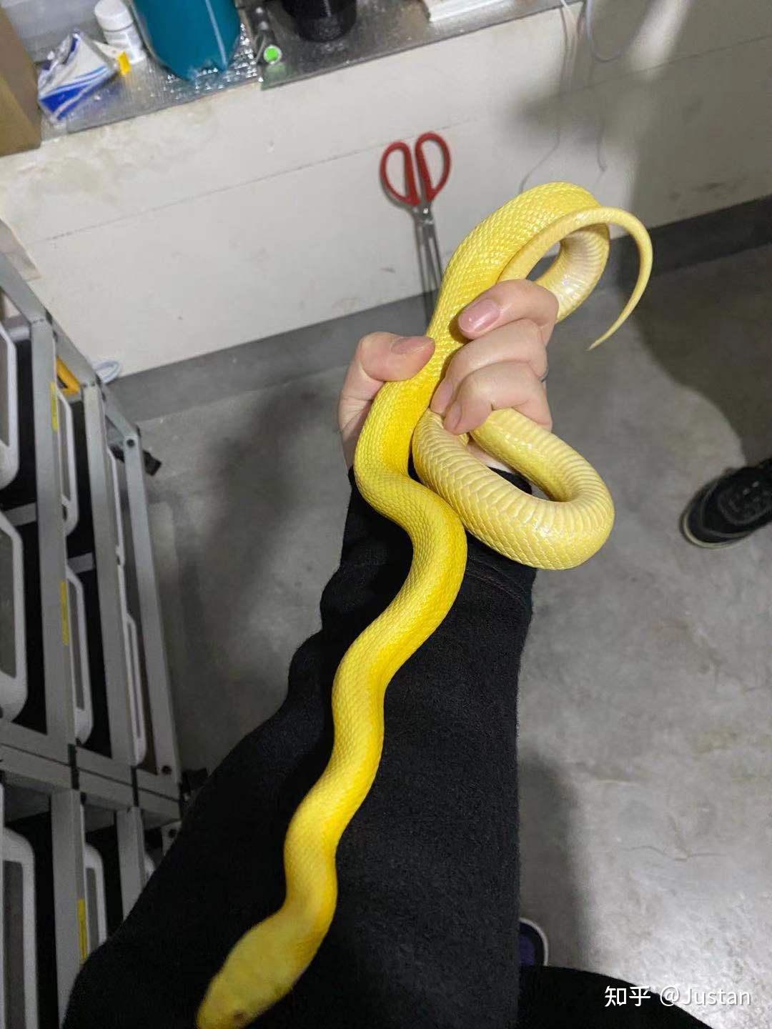 在学校看到一条金黄色的蛇百度不出来请问有谁知道是什么蛇吗