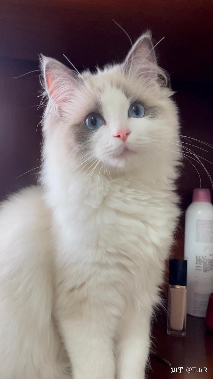 布偶猫有什么缺点?你后悔养布偶猫吗? - 知乎