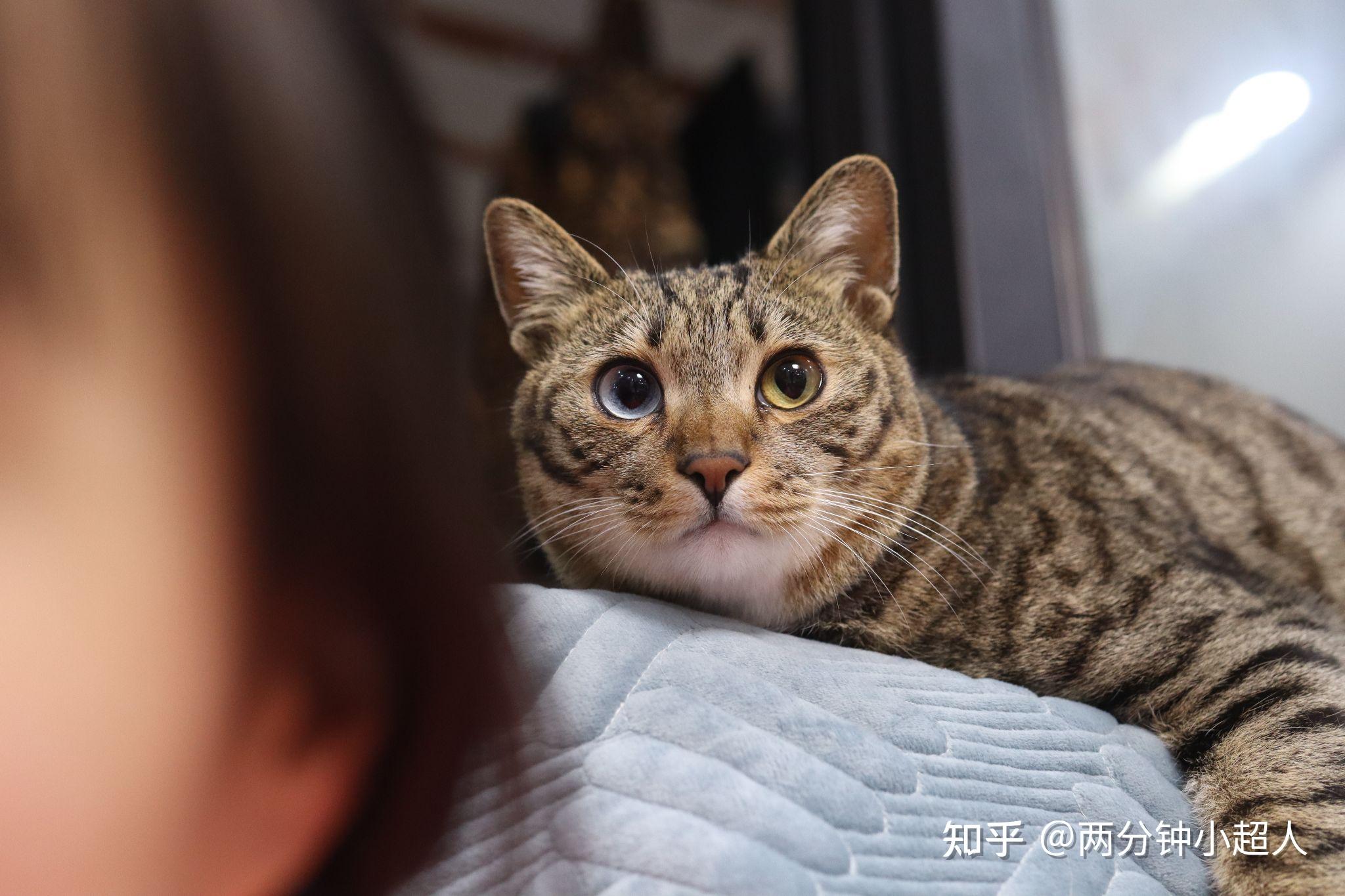 有纯种的蓝眼睛狸花猫吗,是由基因决定的吗? - 知乎