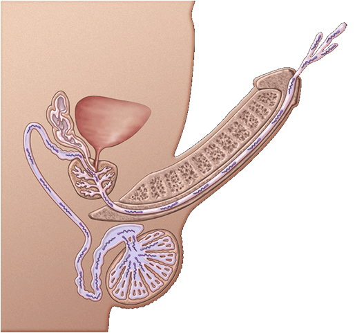 精子是怎么出来的