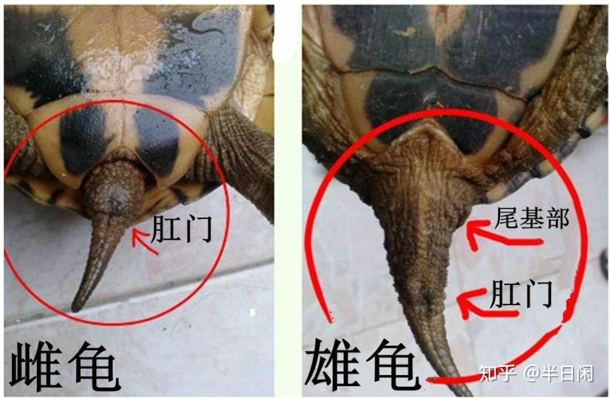 怎么从乌龟尾巴看出公母? - 知乎