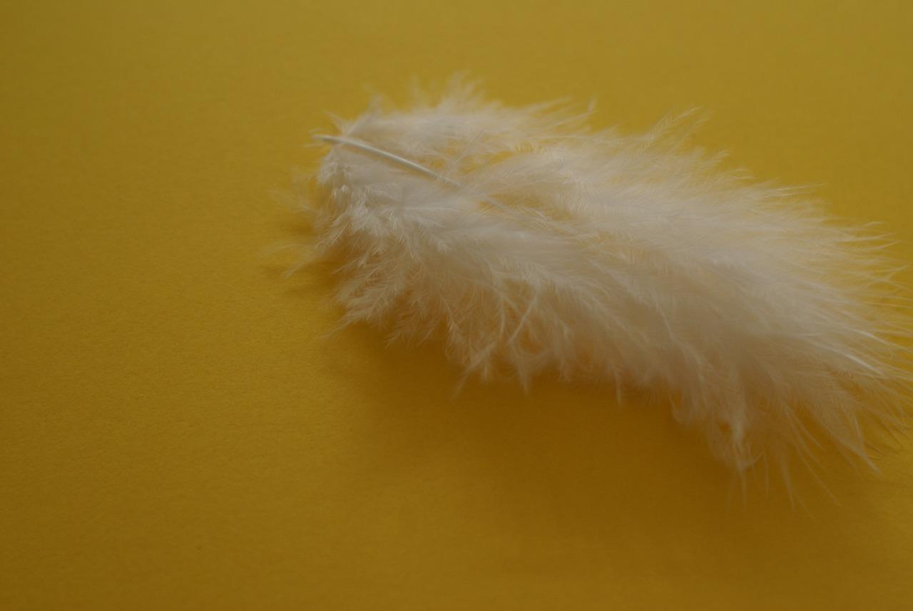 鸭绒和鹅绒怎么区分