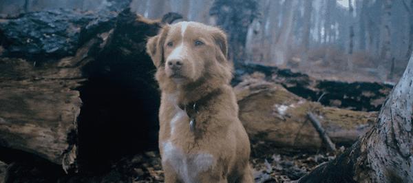 《冷猫狗》今年最颠覆！限制级禁忌挑战