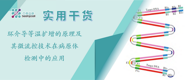 实用干货 | 环介导等温扩增的原理及其微流控技术在病原体检测中的应用 - 知乎