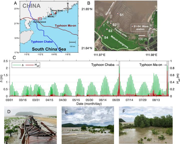 PNAS:极端波浪下红树林对自然海岸保护的预测 - 知乎