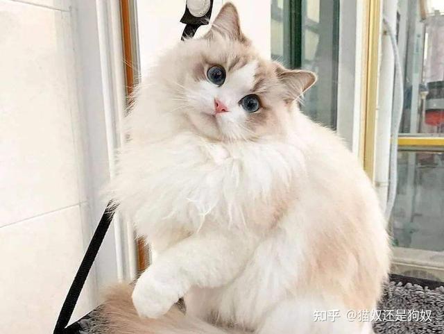 养公猫和养母猫的区别,这些对比,一目了然 - 知乎