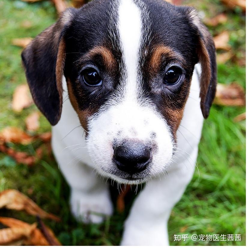 刚出生的幼犬有哪些喂养要点? - 知乎