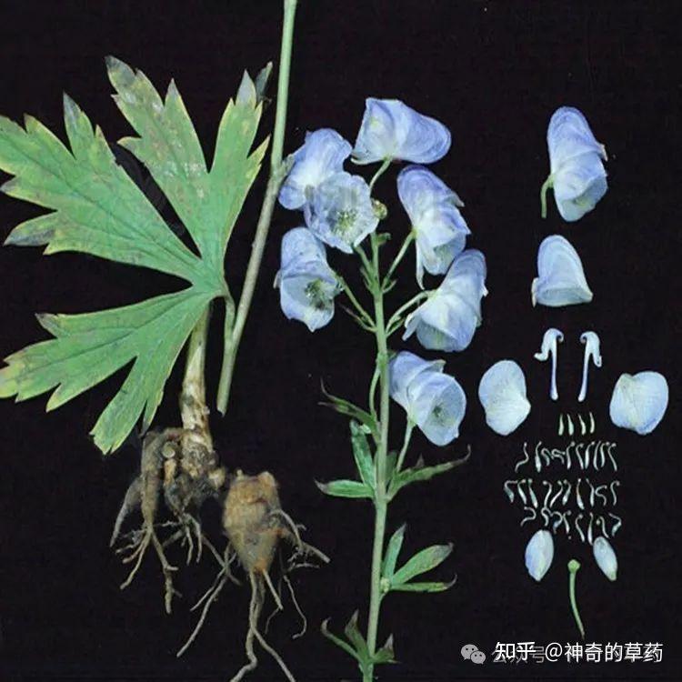 中药材：草乌 - 知乎