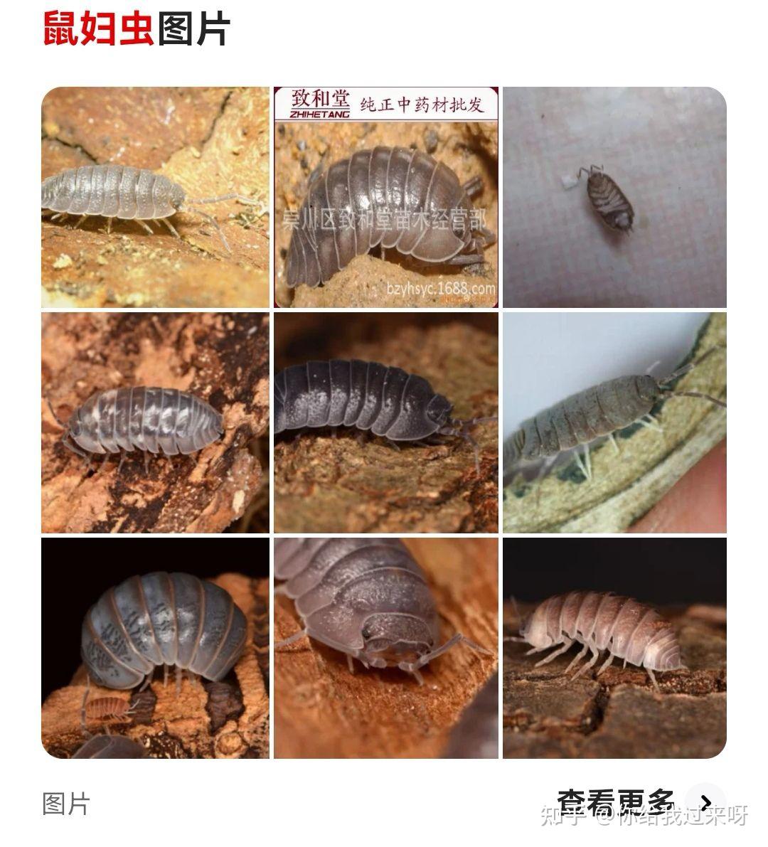 请大家看看,厕所外面发现的,这是什么虫子?
