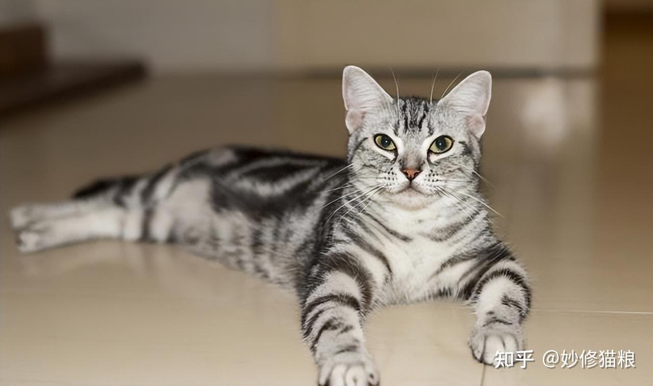 实话告诉你,“宠物猫”和“土猫”,这些差别还是挺大的 - 知乎