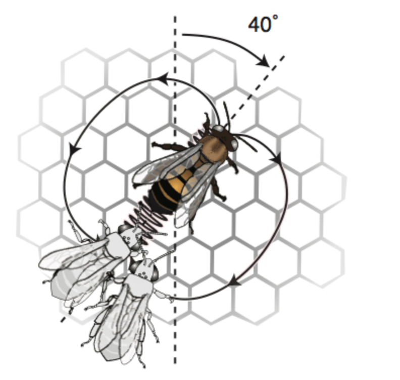 蜜蜂的「8 字舞」到底是如何传递信息的?会有其他舞蹈吗?