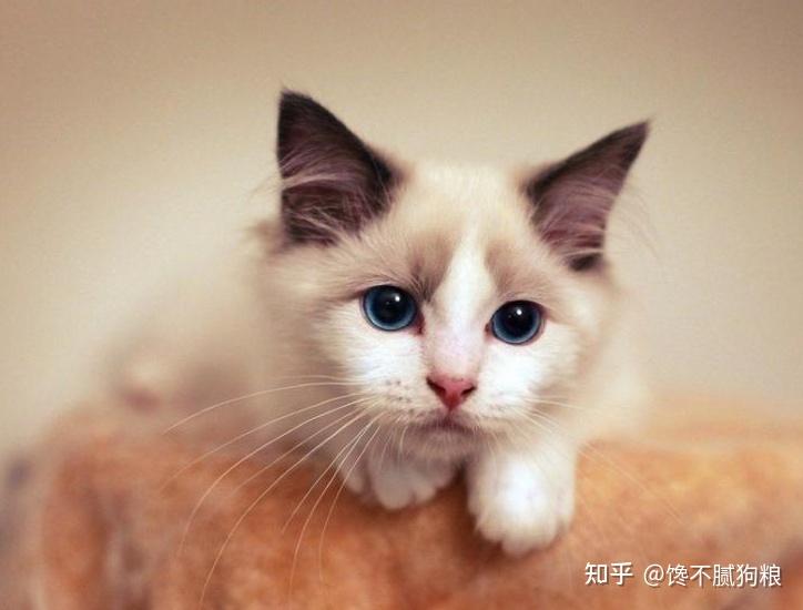 最“听话”的6种猫咪，主人说“东”绝不会往“西”！ - 知乎