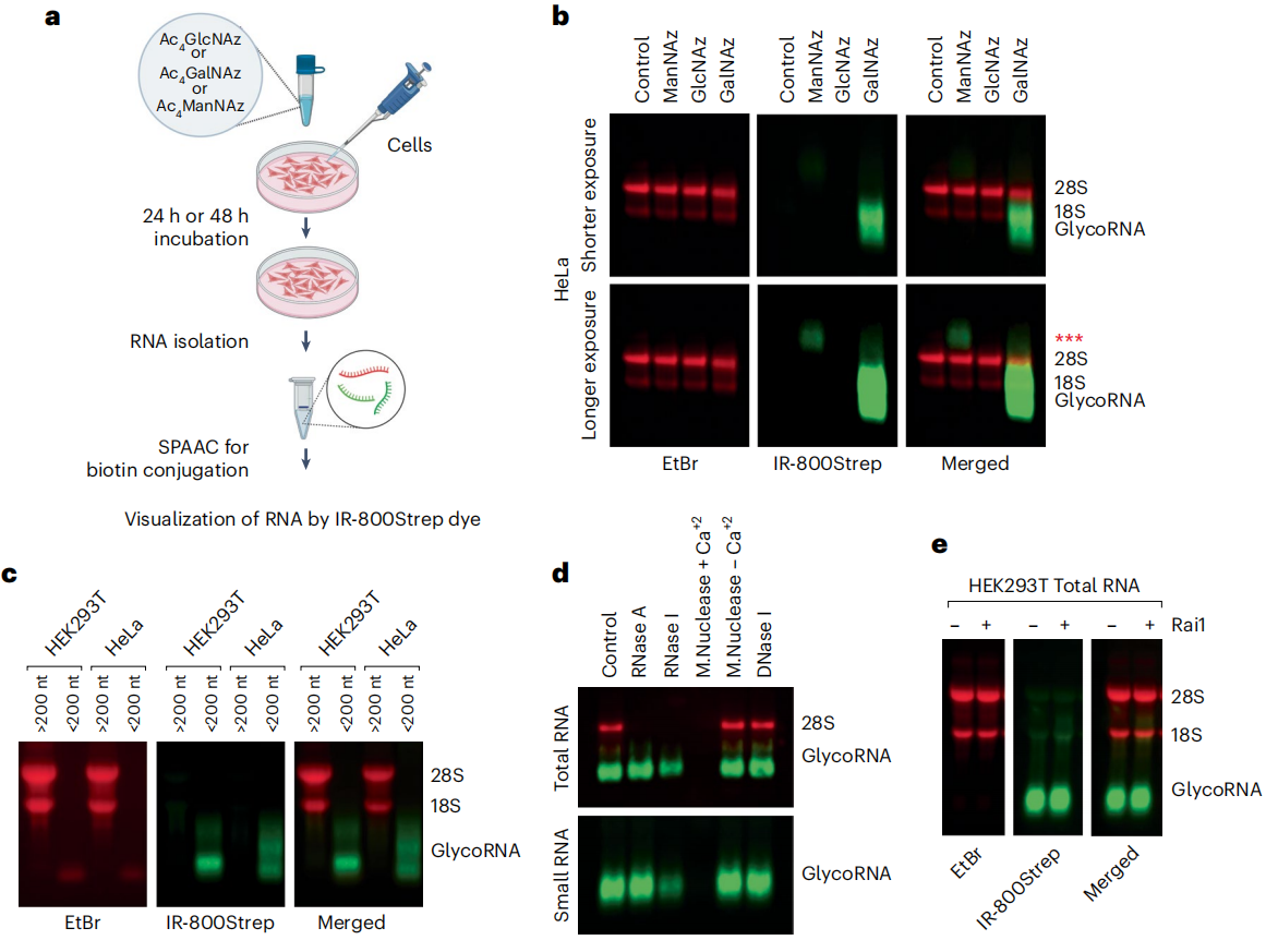 颠覆认知!外泌体惊现「糖RNA」《Nature Cell Biology》重磅揭示细胞通讯新密码 - 知乎