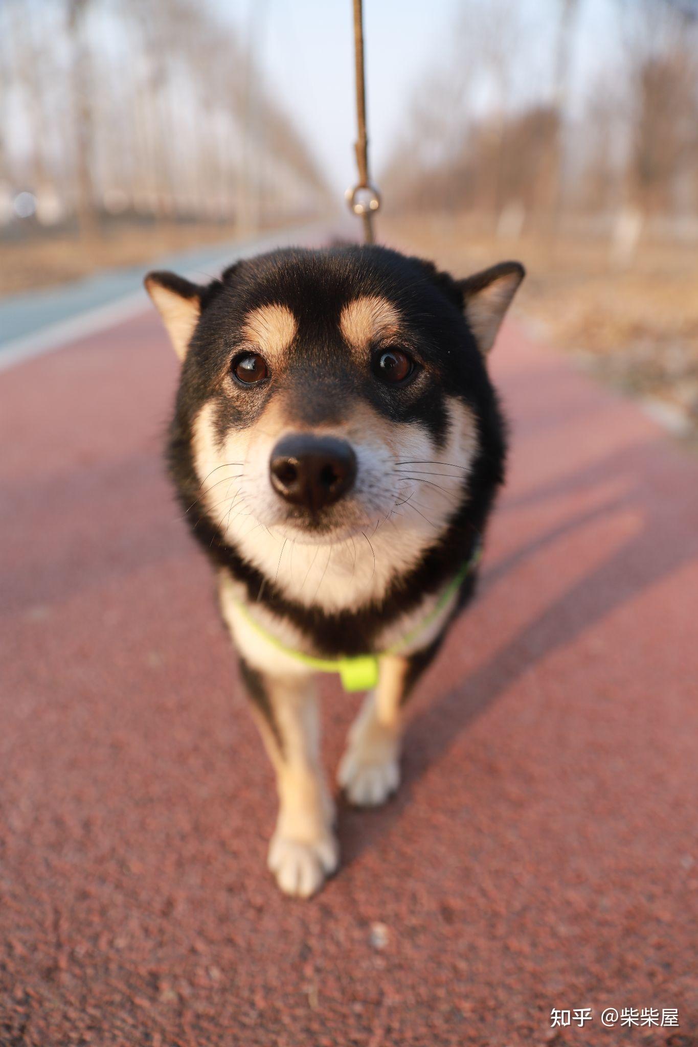 你喜欢豆柴吗？知道豆柴怎么购买吗？ - 知乎