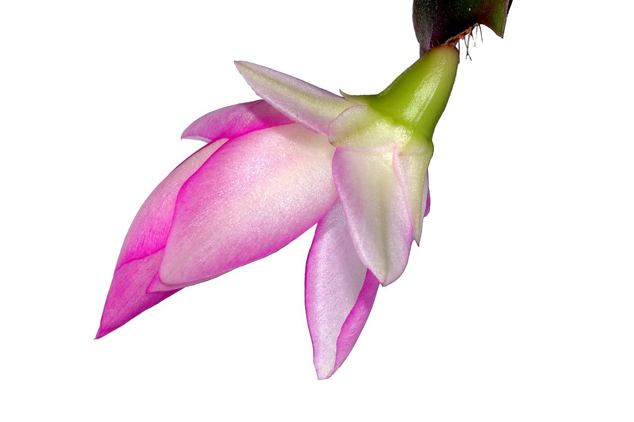 2. 虎皮兰耐寒程度