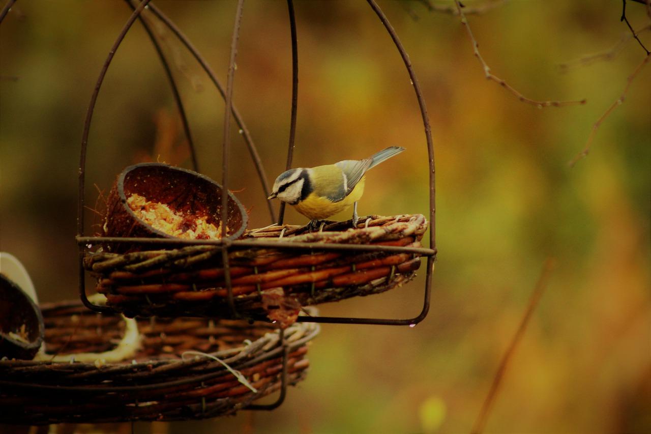 2. 提供食物和水源