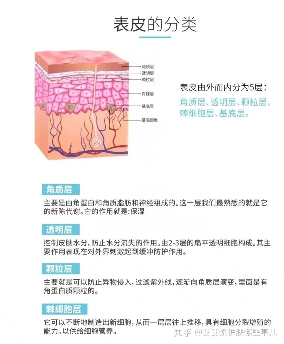 皮肤结构知识讲解 - 知乎