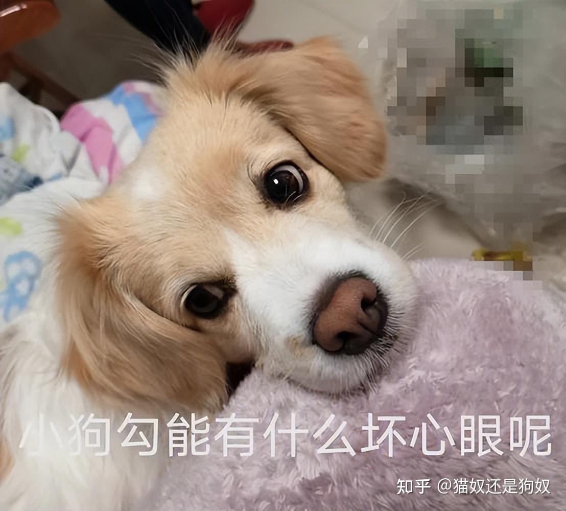 狗狗是如何“辨认”主人的？真相让人意外 - 知乎