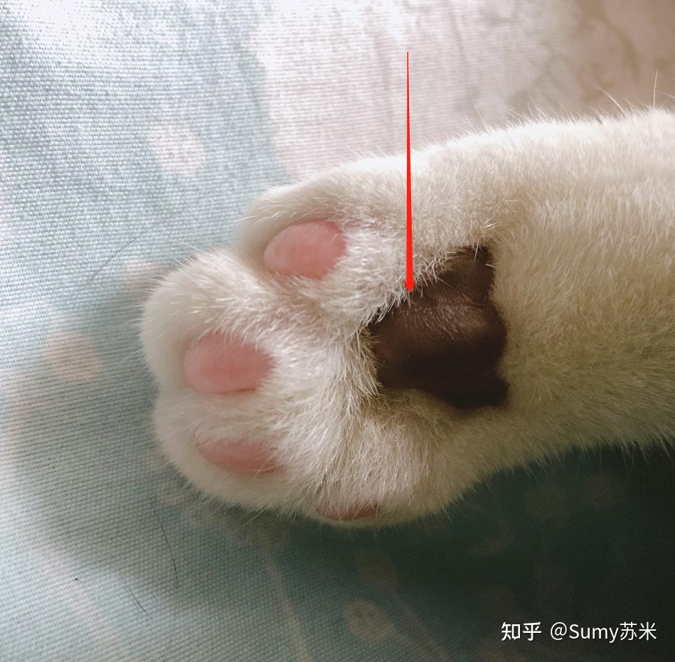 第一次养猫三个月的小猫给猫剪指甲剪到血线但没有出血留下了比较深的
