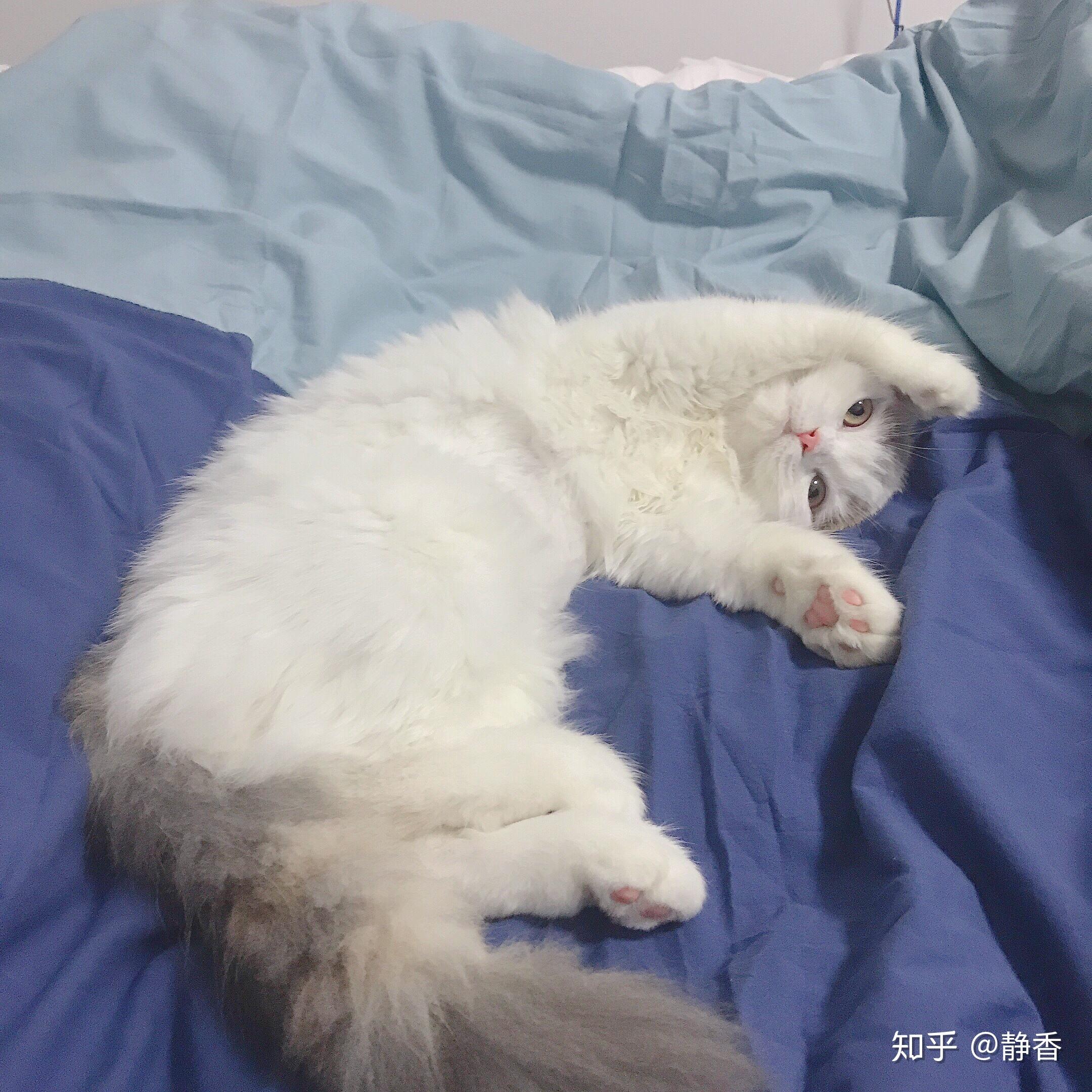 我家银渐层一个多月鼻子肉垫都是粉的身上的毛色是正常的肉垫粉色正常