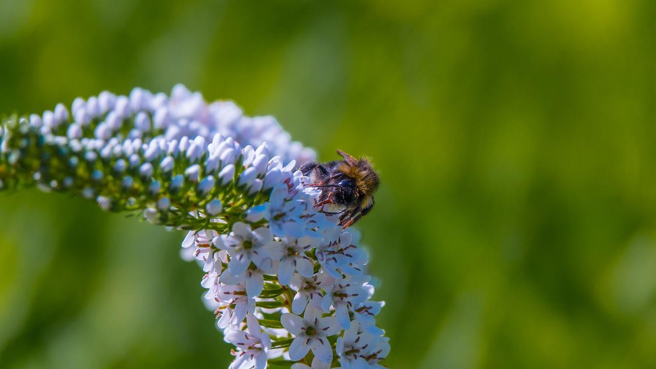 4. 避免授粉误区